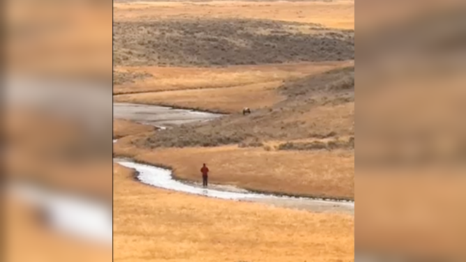 Man encounters grizzly bear in Yellowstone National Park